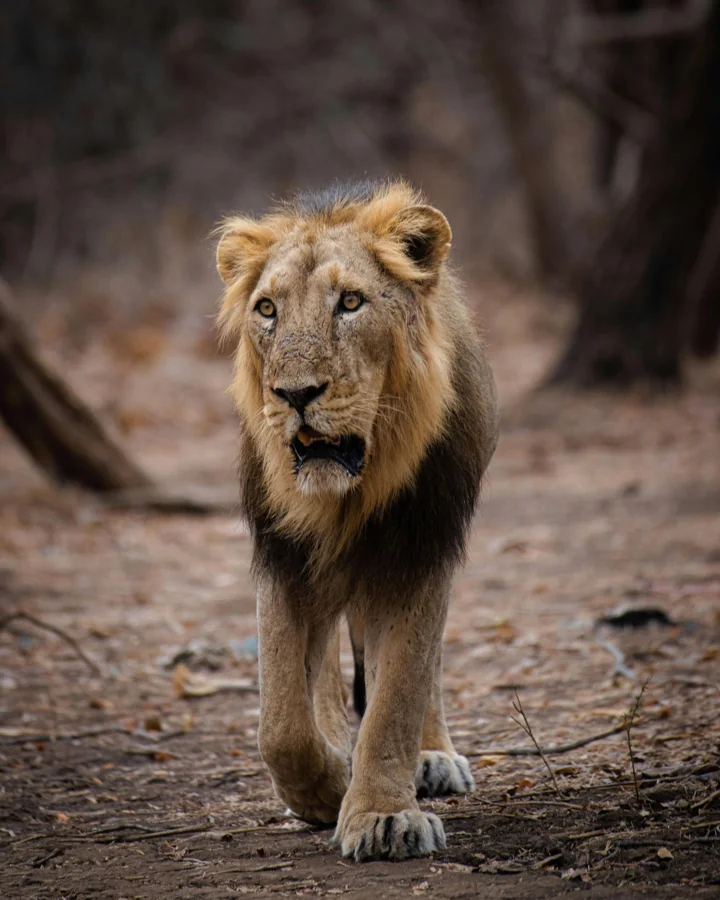Wildlife safari jeep experience with SRK Travels