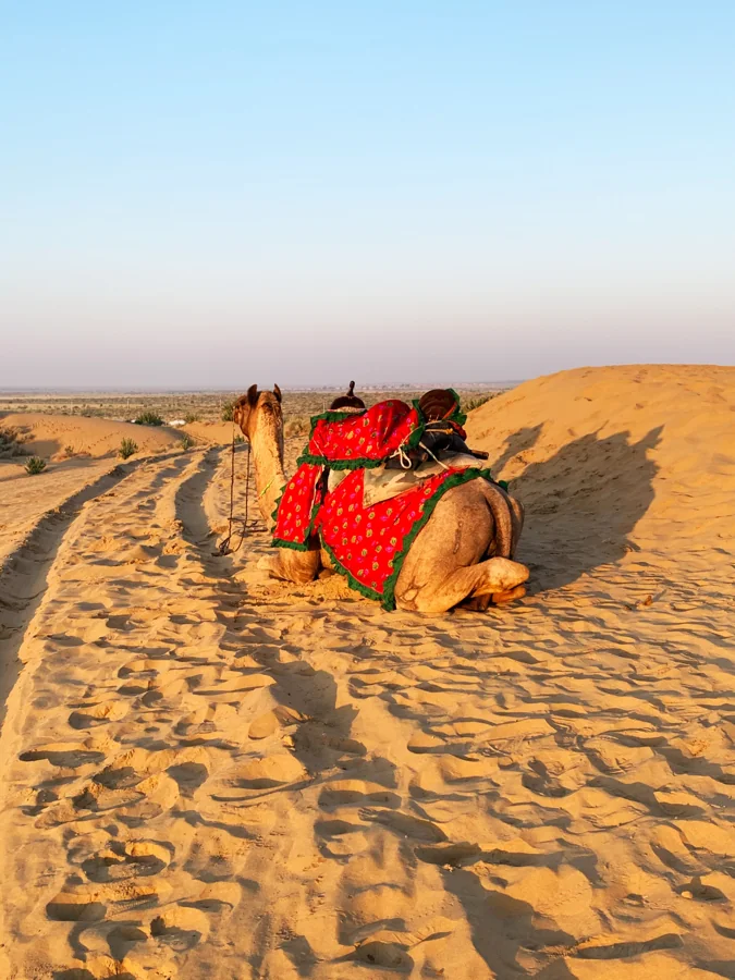 Rajasthan desert with sand dunes and traditional camel safari experience