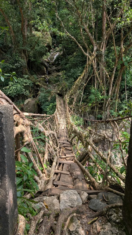 Living Root Bridges