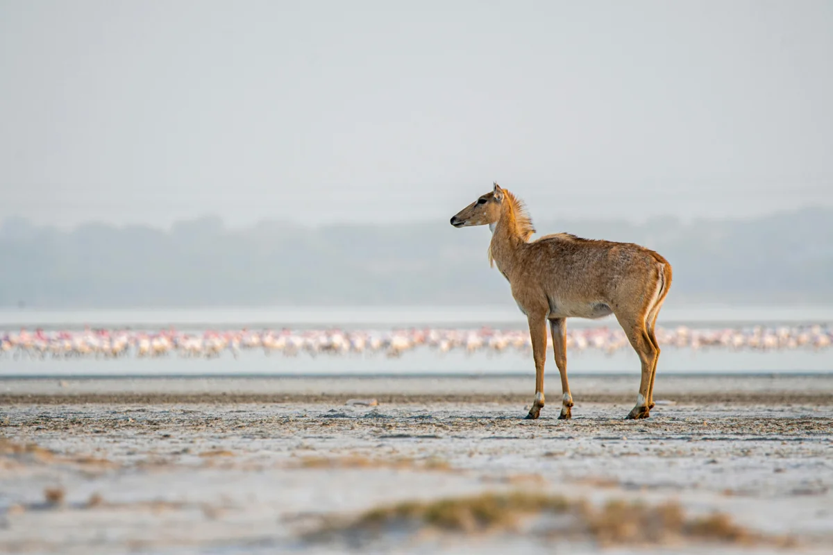 Rann of Kutch