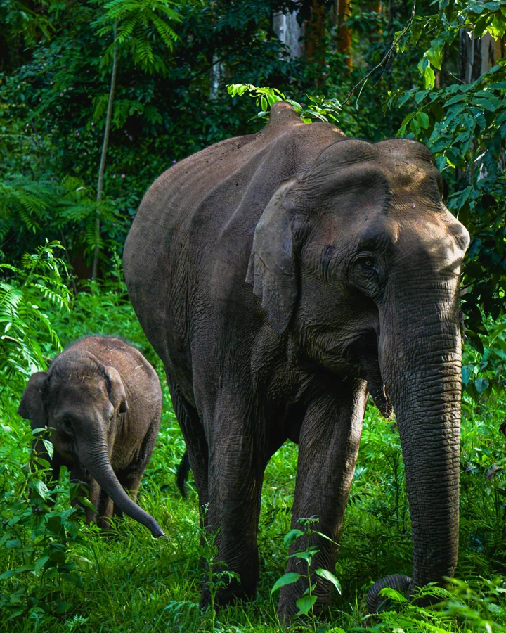 Thekkady Wildlife